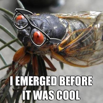 cicada Image