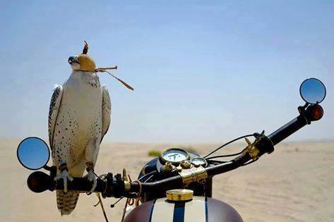 motorcycle porn 2017